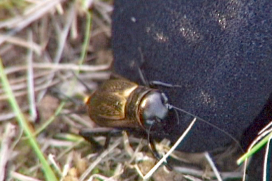 La communication chez le Grillon - expériences - 5mn 41s